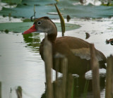 great meadows-7/28/12 - not very clear image of a black bellied whistling duck.  rare in this area