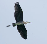 Great Blue Heron fly over