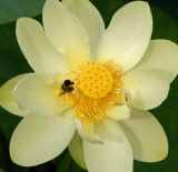 Lotus flower with bee 8/14/12
