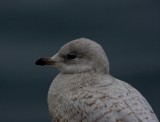 Vitvingad trut/Iceland Gull 