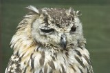 Turkmenian Eagle Owl.jpg