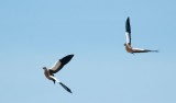 D3_600 Egyptian Geese.jpg