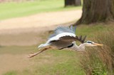 D3_876 Grey Heron in flight.jpg