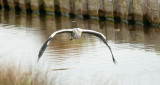 D3_870 Grey Heron in flight.jpg