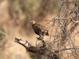 D3_164 Yellow necked Spurfowl.jpg