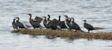 D3_316 Cormorants.jpg