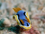 Chromodoris annae1.JPG