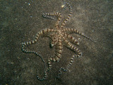Mimicry octopus1.JPG