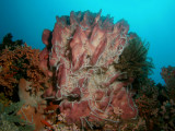 Plakkerige zeekomkommers op spons1.JPG