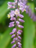 Planta roxa