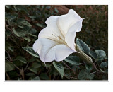 *Sacred Datura*