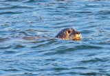 Harbor Seal