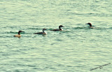 4 Distant Loons