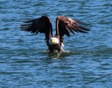 Eagle Raising Out Of Water With Mallard