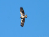 Immature Eagle