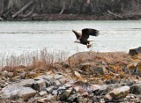 Eagle Taking Nesting Grass