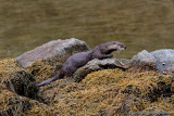 Otter