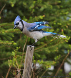 Blue Jay