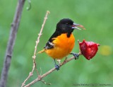 Oriole Eating A Strawberry
