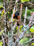 American Redstart