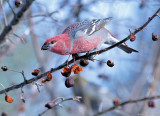 Pine Grosbeak (M)