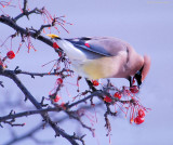 Cedar Waxwing