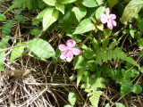 Random flower at Cerulean Warbler Reserve / RNA Reinita Cielo Azul