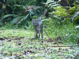 Crab-eating Fox at Cerulean Warbler Reserve / RNA Reinita Cielo Azul