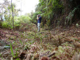 Striking a pose at Cerulean Warbler Reserve / RNA Reinita Cielo Azul
