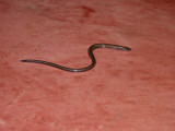 Slow worm type thing at Helmeted Curassow Reserve / RNA Pauxi Pauxi