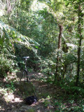Path through forest 2 - Helmeted Curassow Reserve / RNA Pauxi Pauxi