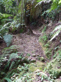 Helmeted Curassow Reserve / RNA Pauxi Pauxi