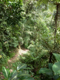 Helmeted Curassow Reserve / RNA Pauxi Pauxi