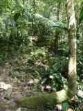 Helmeted Curassow Reserve / RNA Pauxi Pauxi