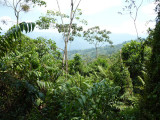 Helmeted Curassow Reserve / RNA Pauxi Pauxi