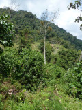 Helmeted Curassow Reserve / RNA Pauxi Pauxi