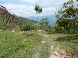 Helmeted Curassow Reserve / RNA Pauxi Pauxi