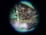 Fem Bare-crowned Antbird