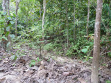 Trail A, Blue-billed Curassow Reserve / RNA El Paujil