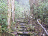 Steps up to Paramo, Dusky Starfrontlet Reserve/ RNA Colibri del Sol