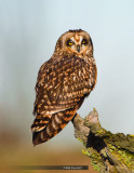 Short Eared Owl