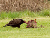 Turkey Vulture