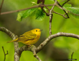 Yellow Warbler