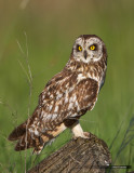 Short Eared Owl