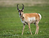 Pronghorn Antelope Buck