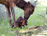 Elk Cow Licking Her Minutes Old Calf