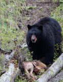 Black Bear and Elk Calf Kill