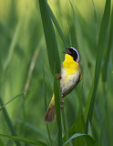 Common Yellowthroat