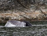 Gray Whale Tail Fluke