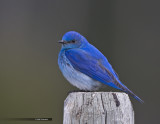 Mountain Bluebird